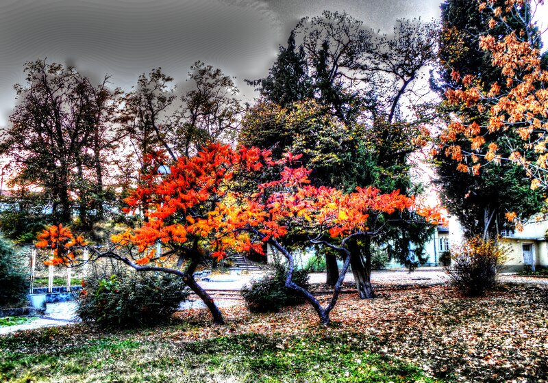 Tree with Red Leaves — Dramatic, Autumn, Photograph, Trees, Fallen Leaves