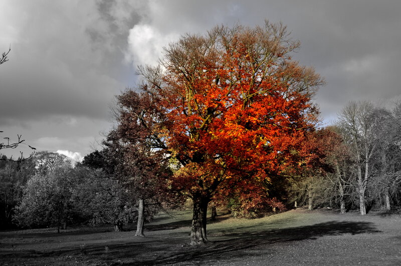 Tree with Red Leaves — Dramatic, Autumn, Photograph, Trees