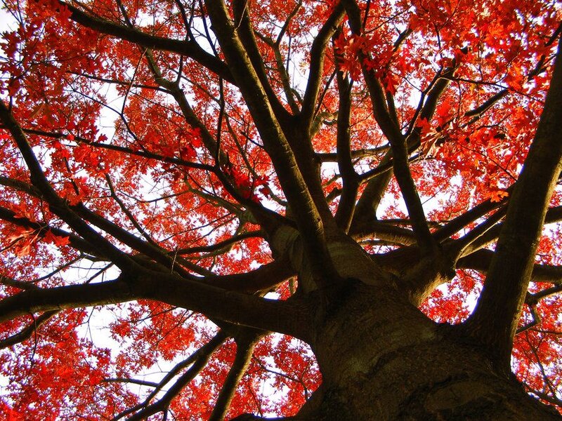 Tree with Red Leaves — Dramatic, Autumn