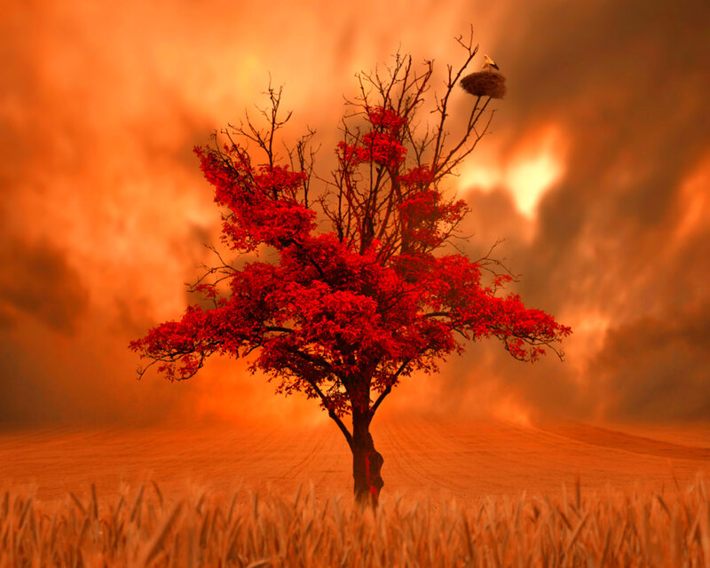 Tree with Red Leaves — Dramatic, Sunset, Digital Art