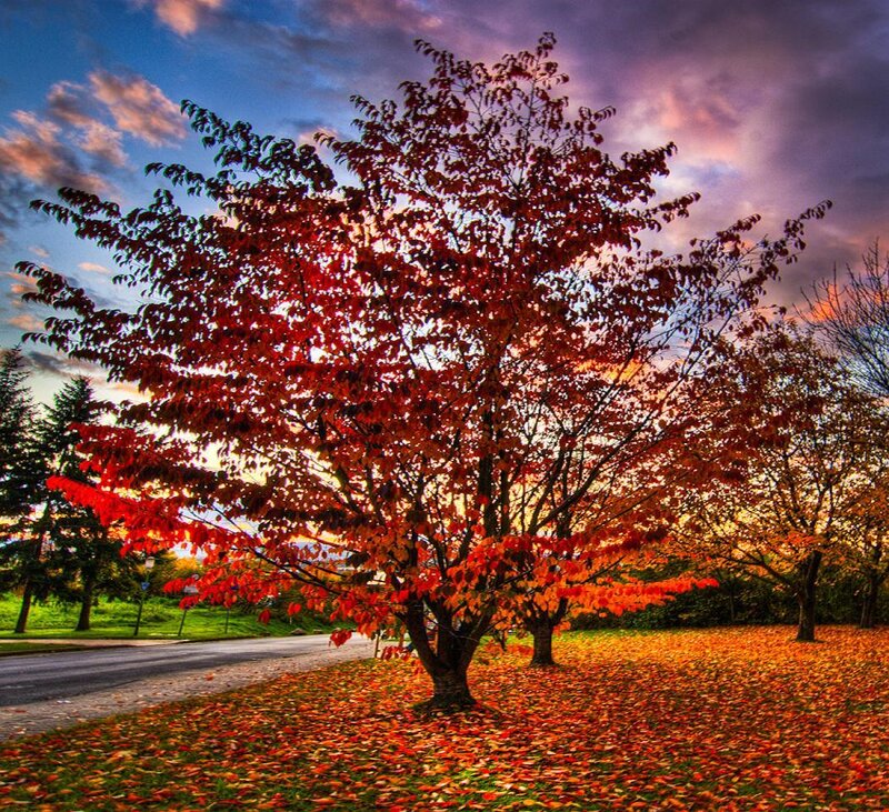 Tree with Red Leaves — Dramatic