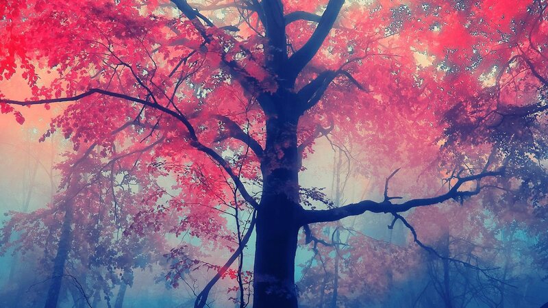 Tree with Red Leaves — Dreamy, Autumn
