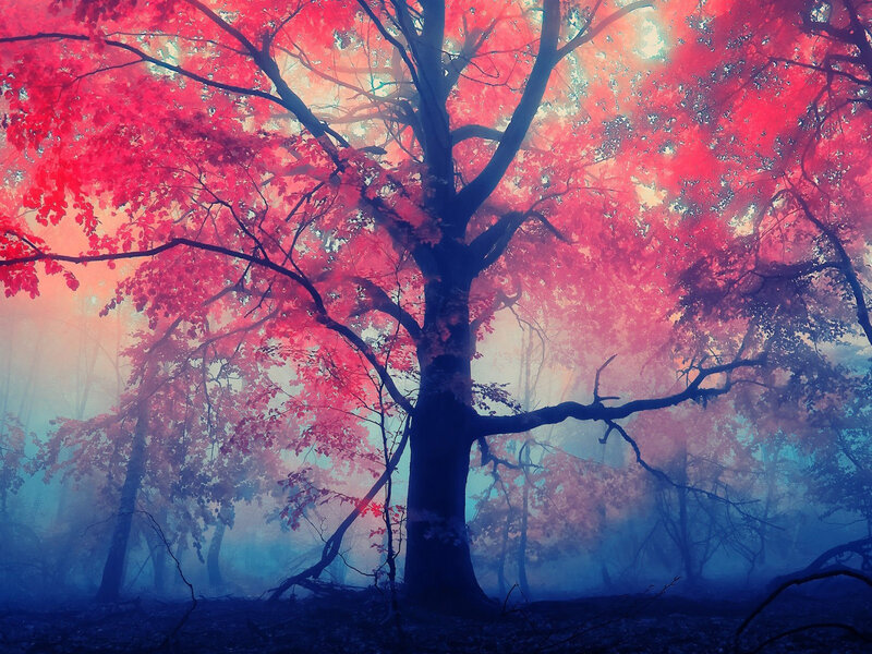 Tree with Red Leaves — Dreamy