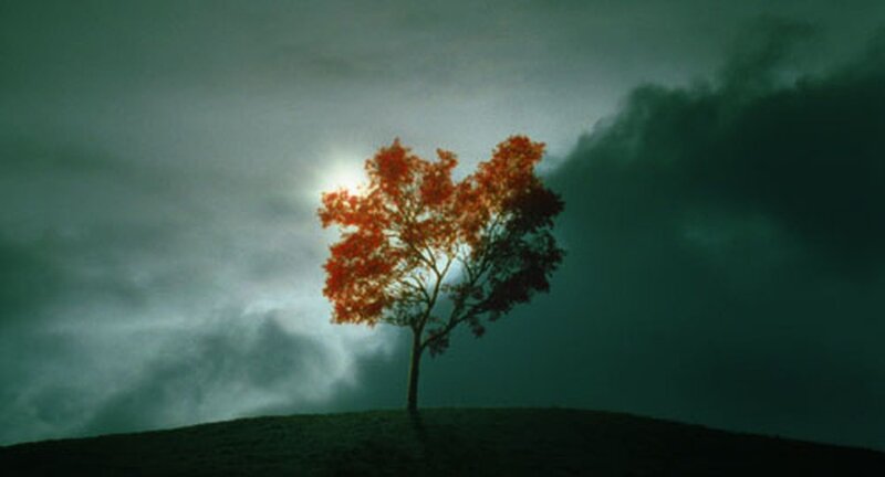 Tree with Red Leaves — Green, Dramatic