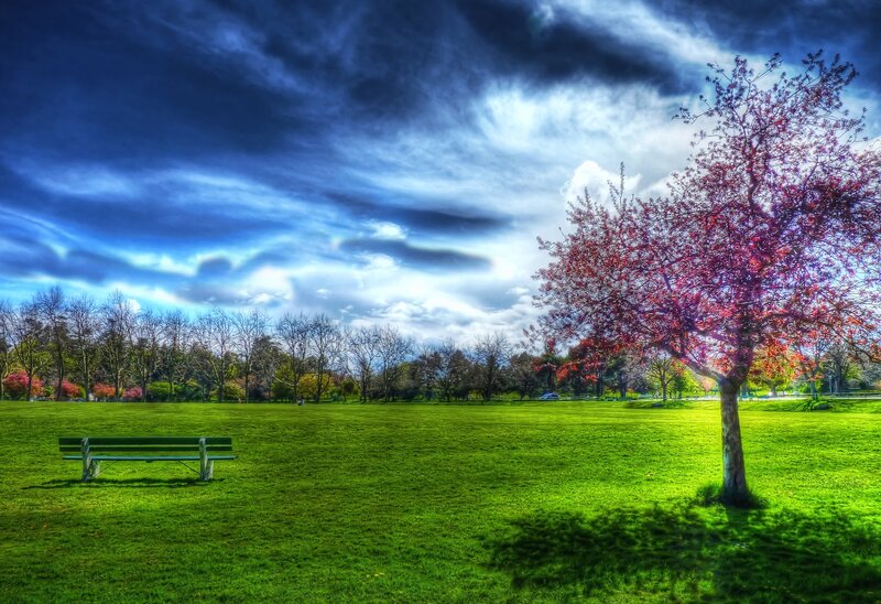Tree with Red Leaves — Green
