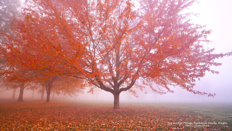 Tree with Red Leaves — Misty