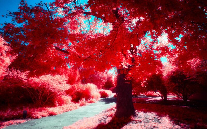 Tree with Red Leaves — Serene, Afternoon, Photograph