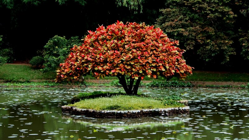 Tree with Red Leaves — Serene, Afternoon