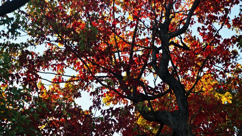 Tree with Red Leaves — Serene, Autumn, Photograph, Branches, Sky