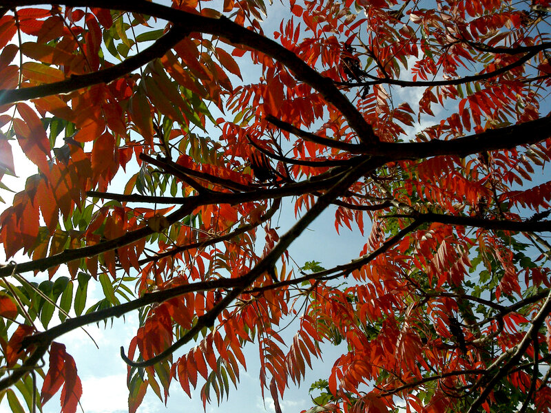 Tree with Red Leaves — Serene, Autumn, Photograph, Branches