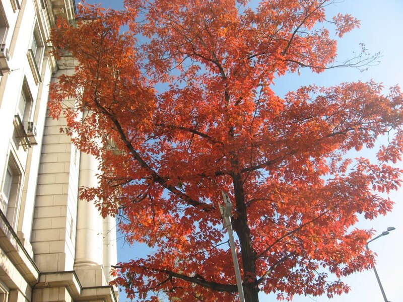 Tree with Red Leaves — Serene, Autumn, Photograph, Building