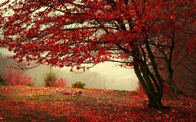 Tree with Red Leaves — Serene, Autumn, Photograph, Forest
