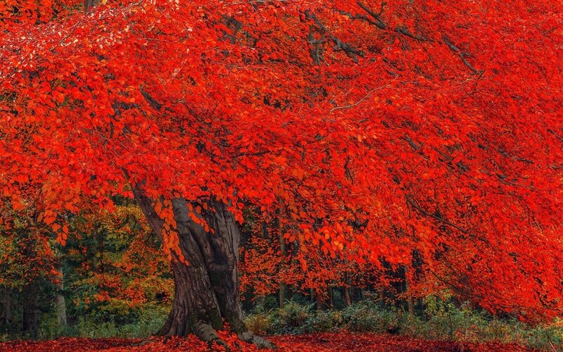 Tree with Red Leaves — Serene, Autumn, Photograph, Forest, Trunk