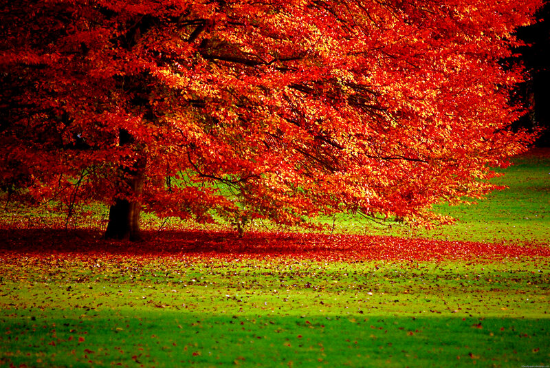 Tree with Red Leaves — Serene, Autumn, Photograph, Grass, Fallen Leaves