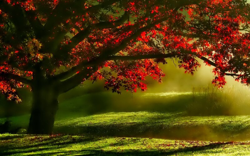Tree with Red Leaves — Serene, Autumn, Photograph, Grass, Sunlight