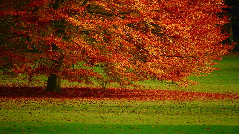 Tree with Red Leaves — Serene, Autumn, Photograph, Grass