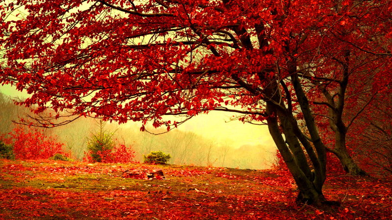 Tree with Red Leaves — Serene, Autumn, Photograph, Ground, Forest