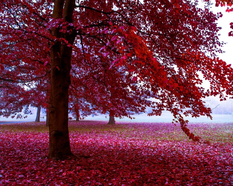Tree with Red Leaves — Serene, Autumn, Photograph, Ground