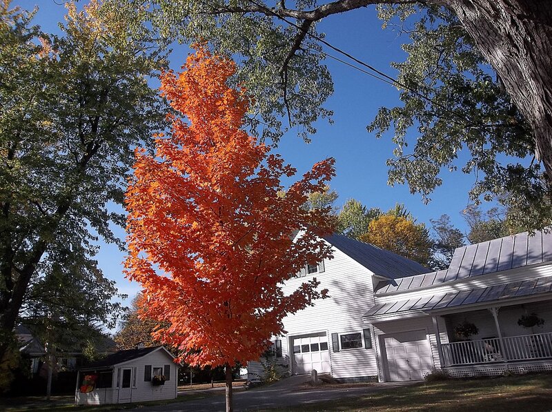 Tree with Red Leaves — Serene, Autumn, Photograph, House, Garage