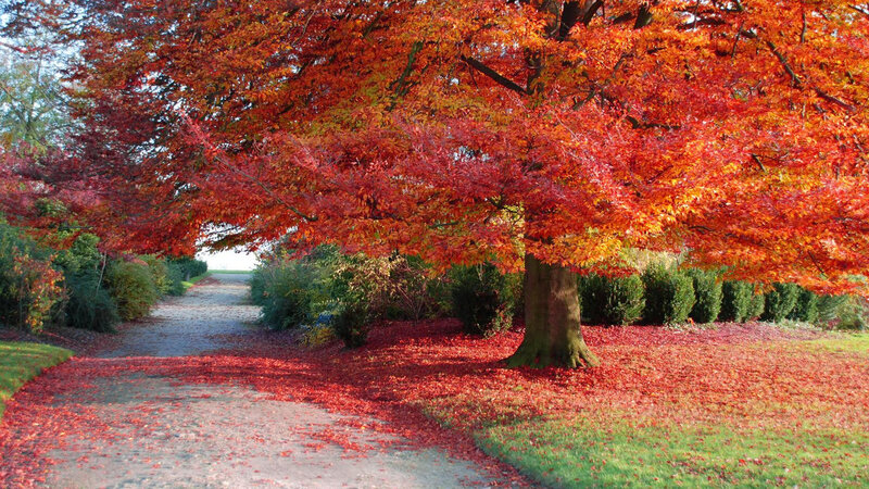 Tree with Red Leaves — Serene, Autumn, Photograph, Path, Bushes