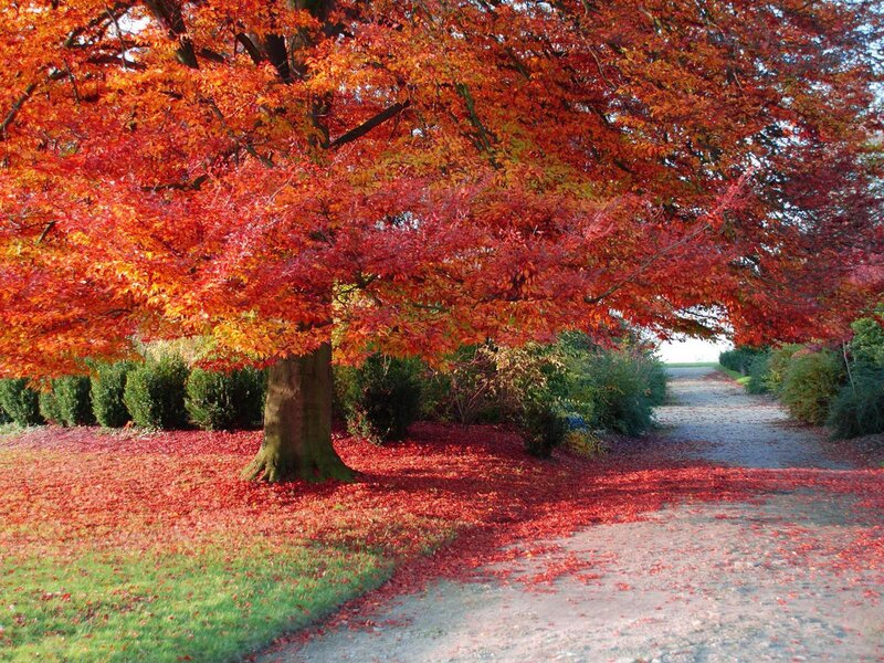 Tree with Red Leaves — Serene, Autumn, Photograph, Path, Grass
