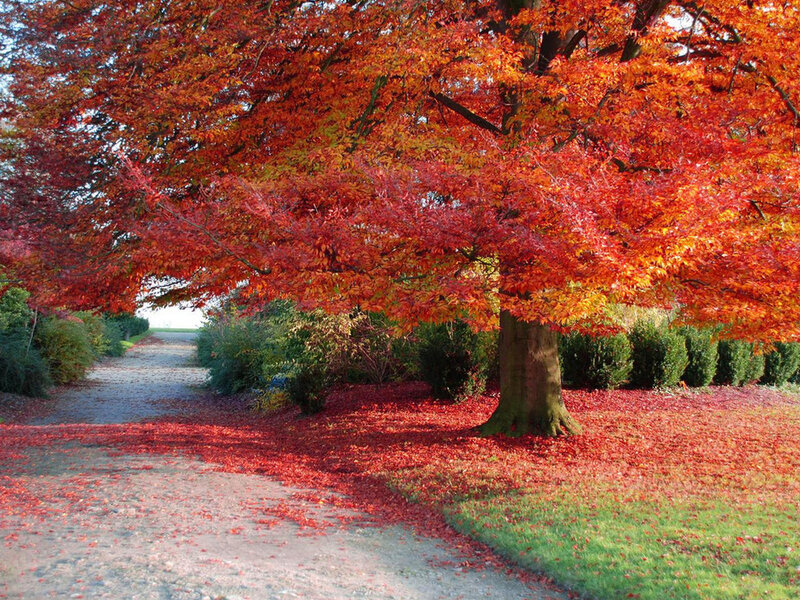 Tree with Red Leaves — Serene, Autumn, Photograph, Path
