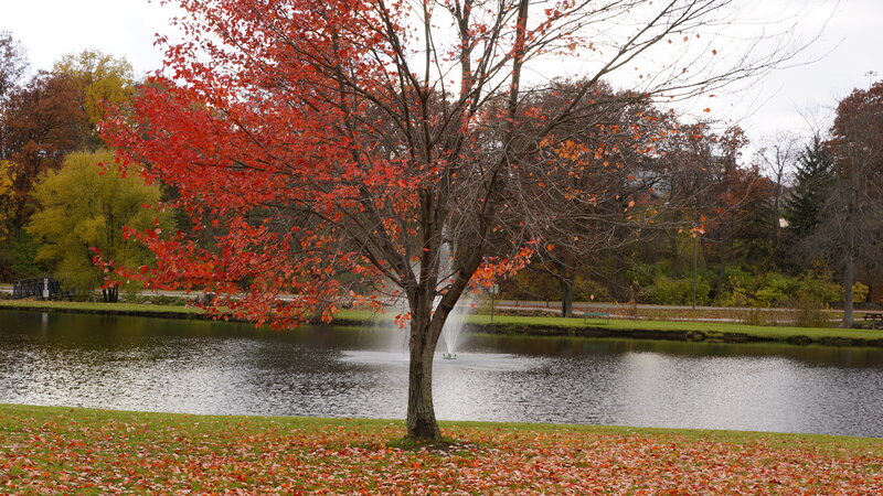 Tree with Red Leaves — Serene, Autumn, Photograph, Pond