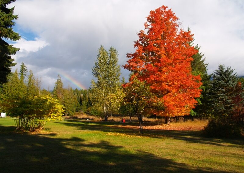 Tree with Red Leaves — Serene, Autumn, Photograph, Rainbow