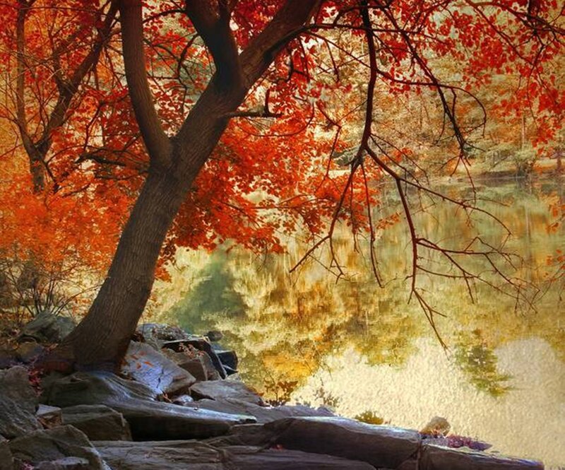 Tree with Red Leaves — Serene, Autumn, Photograph, River, Rocks
