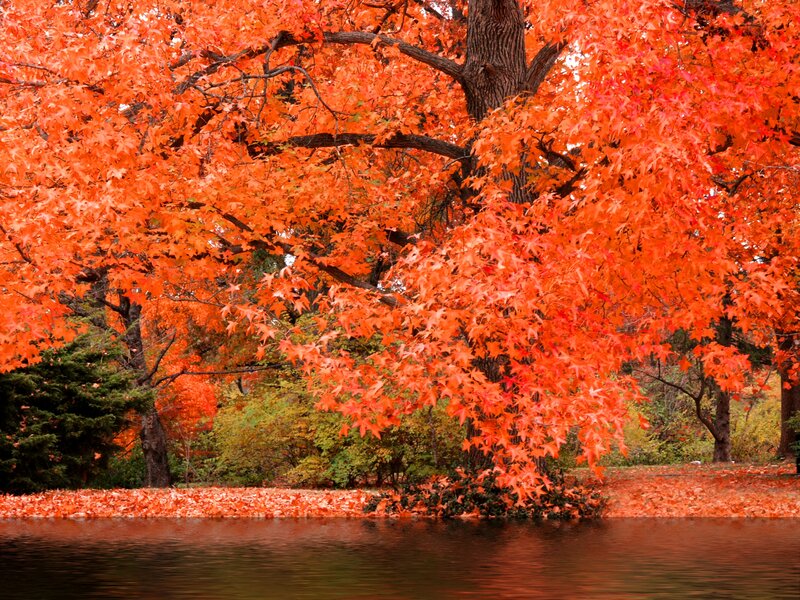 Tree with Red Leaves — Serene, Autumn, Photograph, River