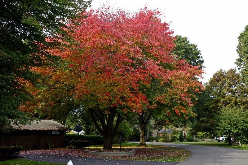 Tree with Red Leaves — Serene, Autumn, Photograph, Road