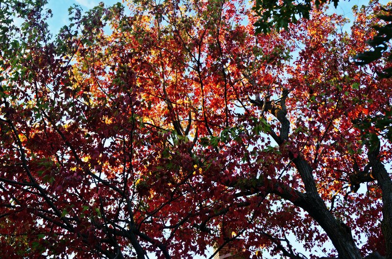 Tree with Red Leaves — Serene, Autumn, Photograph, Sky, Branches