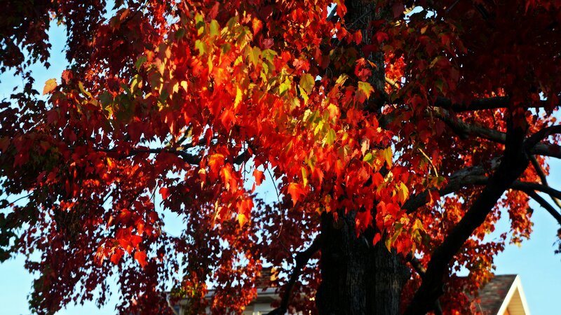 Tree with Red Leaves — Serene, Autumn, Photograph, Sky, House