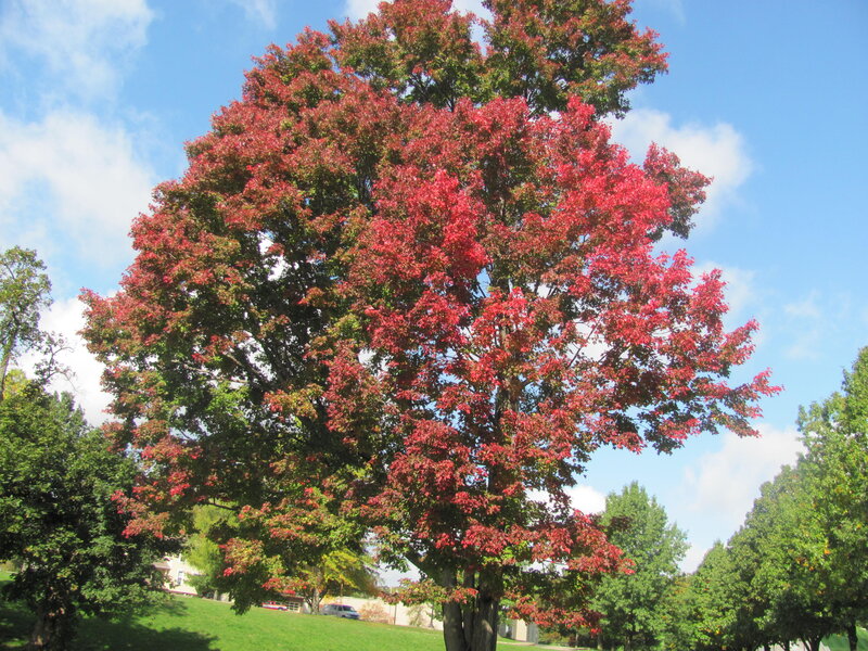 Tree with Red Leaves — Serene, Autumn, Photograph, Sky