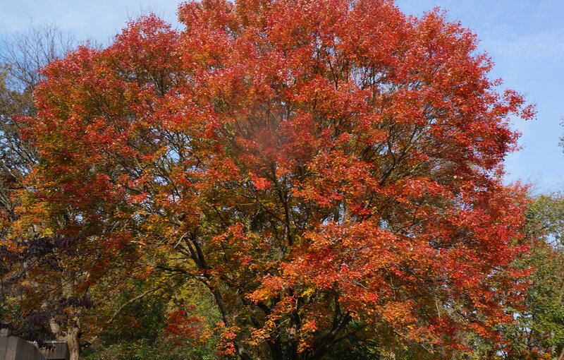 Tree with Red Leaves — Serene, Autumn, Photograph, Sky, Trees
