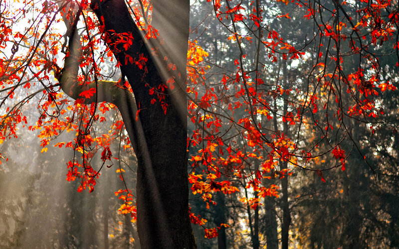 Tree with Red Leaves — Serene, Autumn, Photograph, Sunlight, Forest