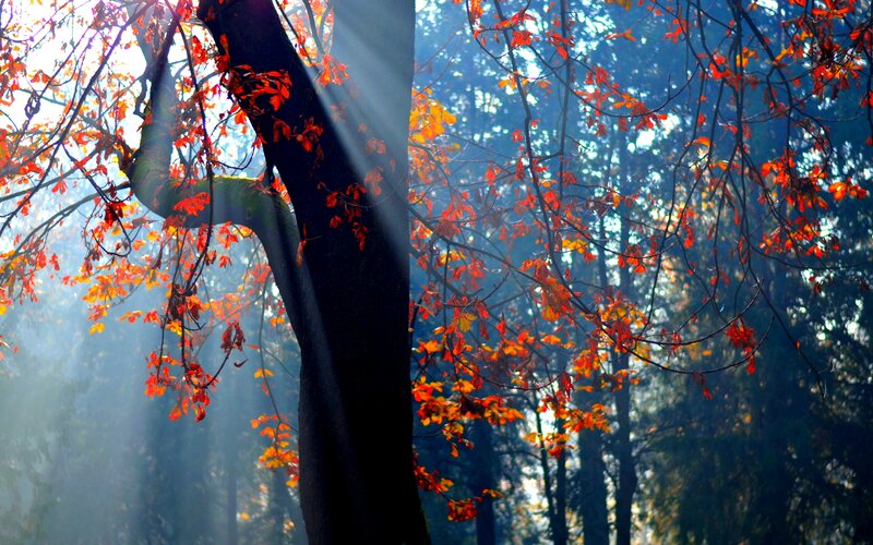 Tree with Red Leaves — Serene, Autumn, Photograph, Sunlight