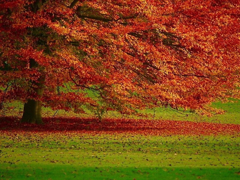 Tree with Red Leaves — Serene, Autumn, Photograph