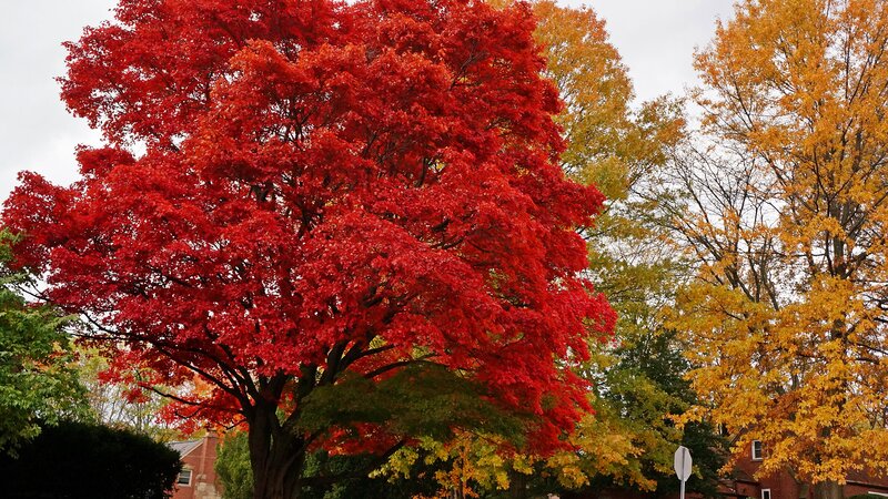 Tree with Red Leaves — Serene, Autumn, Photograph, Trees, Building