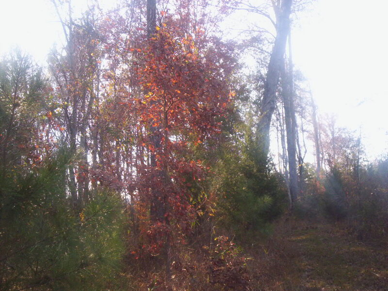 Tree with Red Leaves — Serene, Autumn, Photograph, Trees, Forest