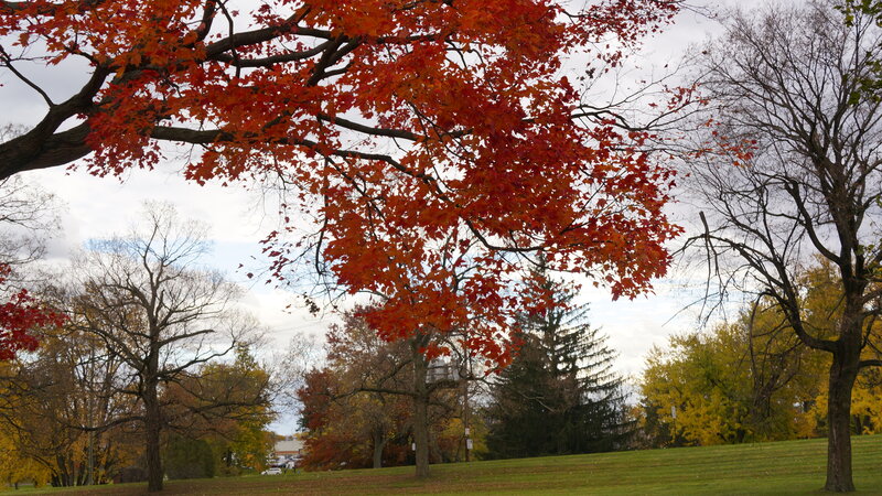 Tree with Red Leaves — Serene, Autumn, Photograph, Trees, Grass