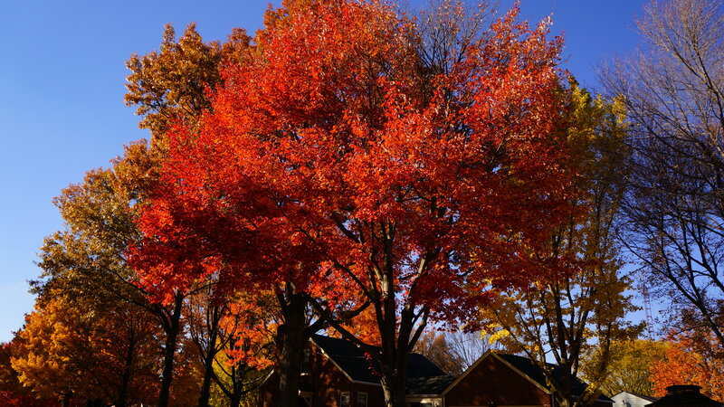 Tree with Red Leaves — Serene, Autumn, Photograph, Trees, Houses