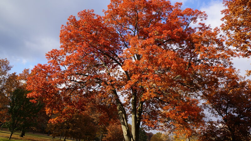 Tree with Red Leaves — Serene, Autumn, Photograph, Trees, Sky