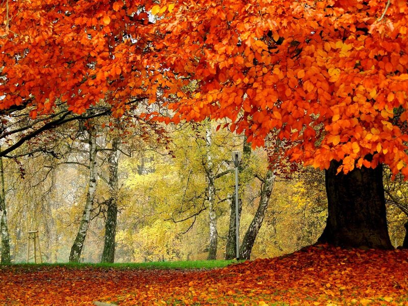Tree with Red Leaves — Serene, Autumn, Photograph, Trees