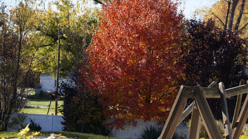 Tree with Red Leaves — Serene, Autumn, Photograph, White Fence