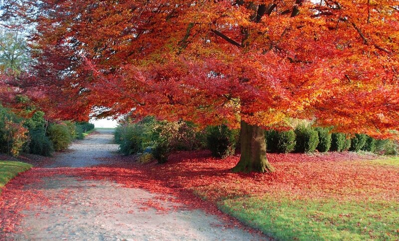 Tree with Red Leaves — Serene, Autumn