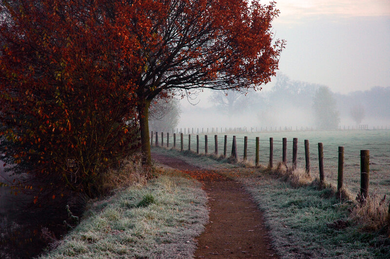 Tree with Red Leaves — Serene, Morning