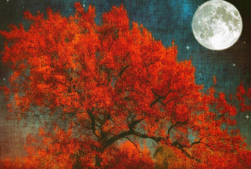 Tree with Red Leaves — Serene, Night
