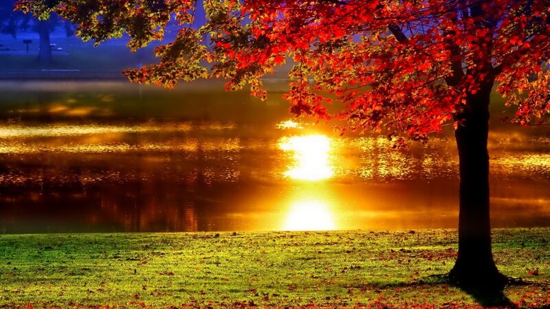 Tree with Red Leaves — Serene, Sunset, Photograph, Lake