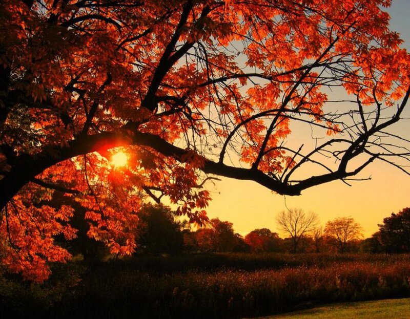 Tree with Red Leaves — Serene, Sunset, Photograph
